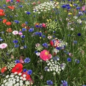 Snape wildflower garden